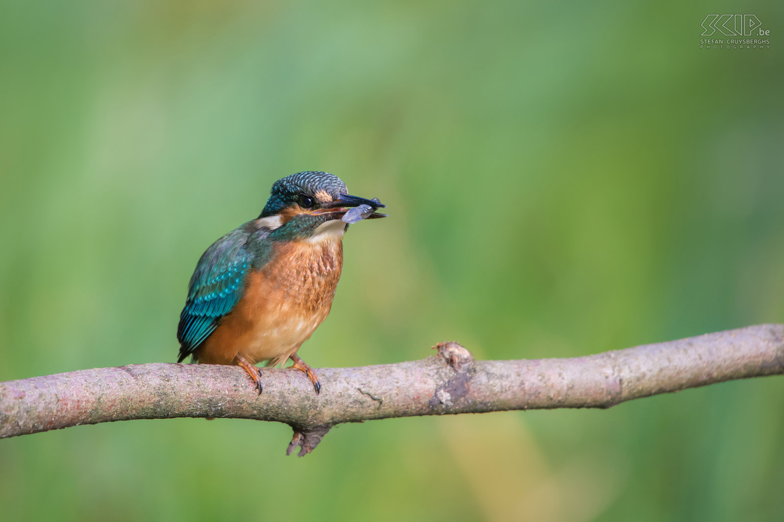 IJsvogels - IJsvogel met klein visje De ijsvogel is een van de mooiste vogelsoorten die in onze regio voorkomen. De ijsvogel (alcedo atthis) is een viseter met een fel blauw oranje vederkleed van ongeveer 16cm groot. De mannetjes zijn enkel van de vrouwtjes te onderscheiden door hun pikzwarte ondersnavel terwijl deze bij vrouwtjes een donkerrode vlek heeft.<br />
<br />
Ik heb al heel wat uren in mijn camouflage schuiltentje aan een vijver gezeten, maar vaak leverde het niet veel goede beelden op. Onlangs was het echter een topdag en een jonge vrouwelijke ijsvogel heeft urenlang visjes, insecten en vooral kikkers en kikkervisjes gevangen. Na elke duik vloog ze naar het takje voor m’n schuiltent om de prooi dood te slaan en op te peuzelen.  Af en toe werd de prooi in de lucht gegooid om deze daarna gemakkelijker via de snavel in de keel te laten glijden. Dat was genieten als natuurfotograaf.<br />
 Stefan Cruysberghs